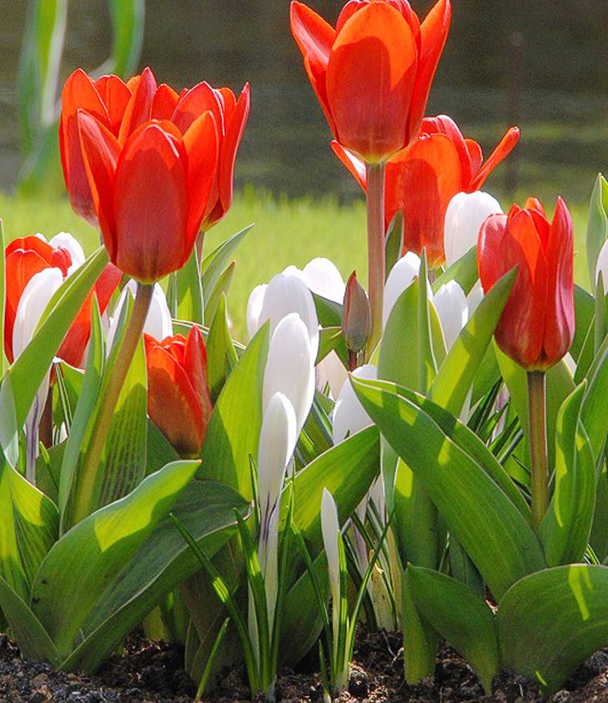 Tulip Showwinner +  Crocus Jeanne d'Arc