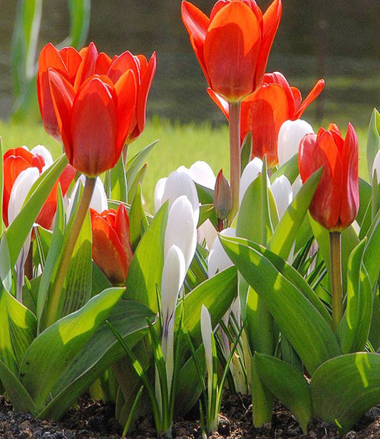 Tulip Showwinner +  Crocus Jeanne d'Arc