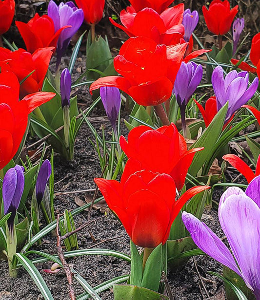 Tulip Showwinner +  Crocus Flower Record