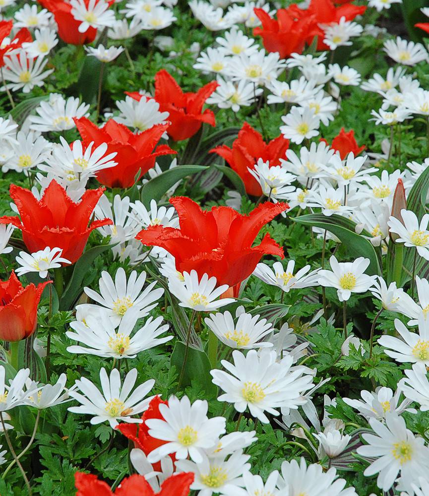 Tulip Red Riding Hood +  Anemone blanda White