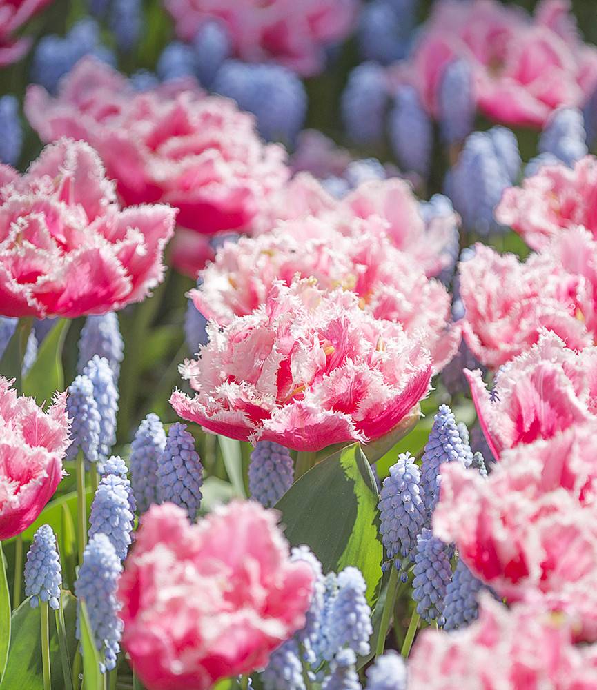 Tulip Queensland +  Muscari Valerie Finnis