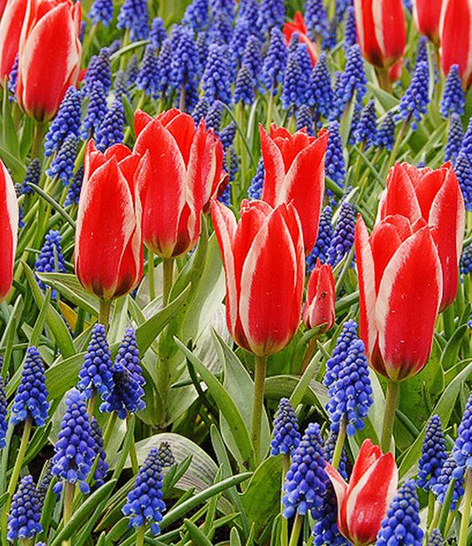 Tulip Czar Peter + Muscari armeniacum Heavenly Blue