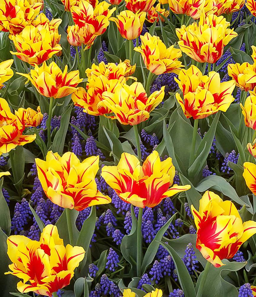 Tulip Carmen Rio +  Muscari armeniacum