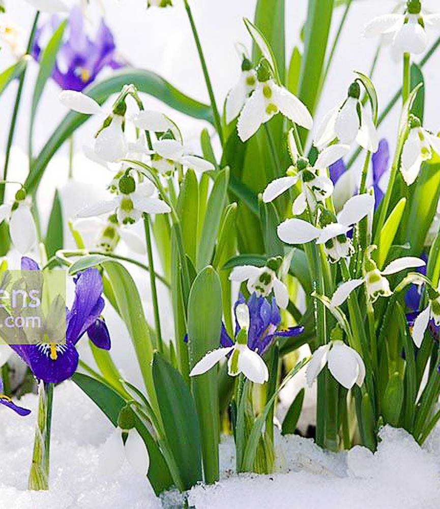 Iris Harmony +  Galanthus nivalis