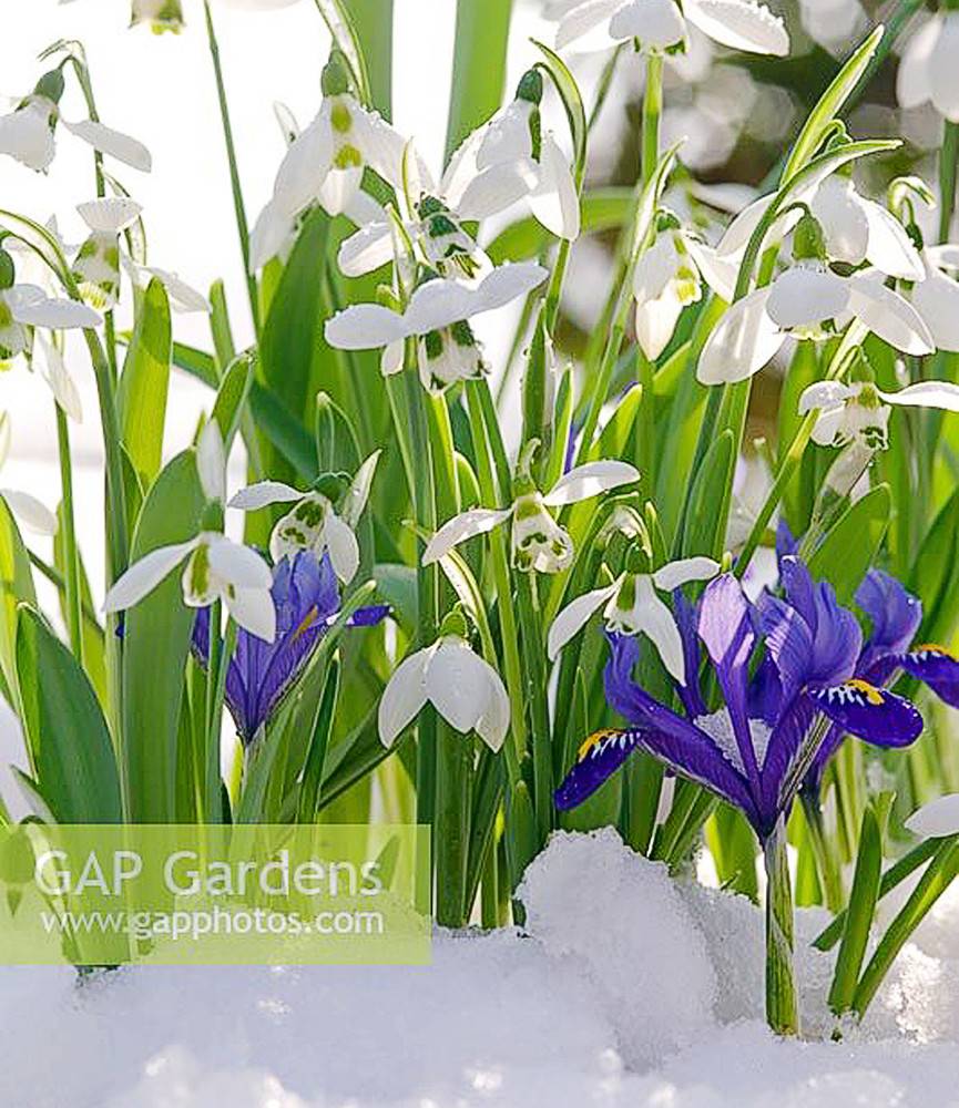 Iris Harmony +  Galanthus nivalis