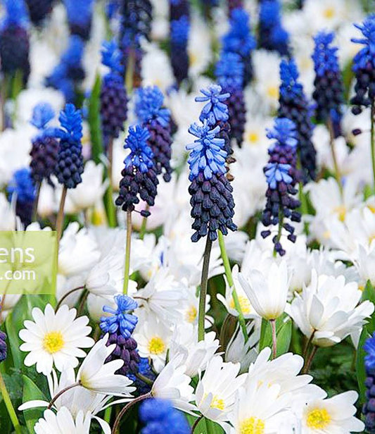 Muscari latifolium + Anemone blanda White