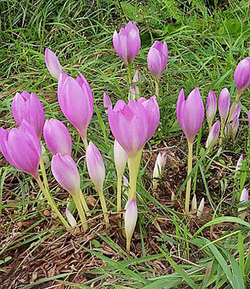 Colchicum The Giant