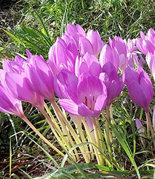 Colchicum The Giant