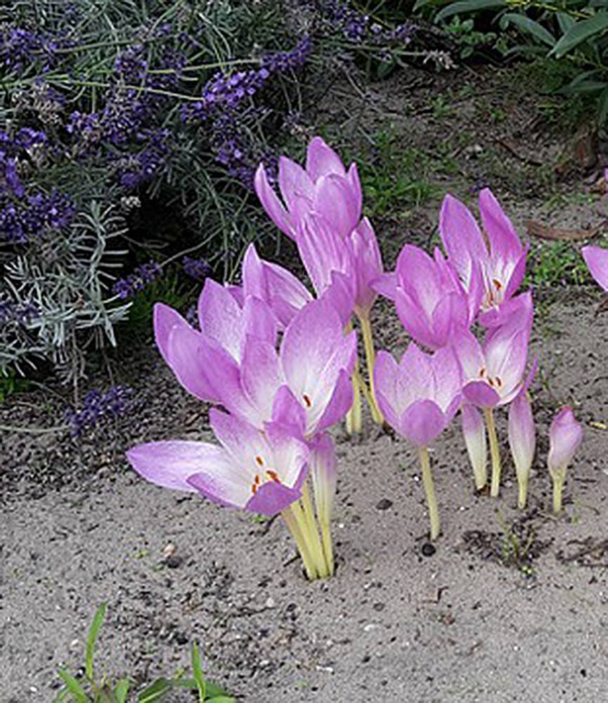 Colchicum The Giant