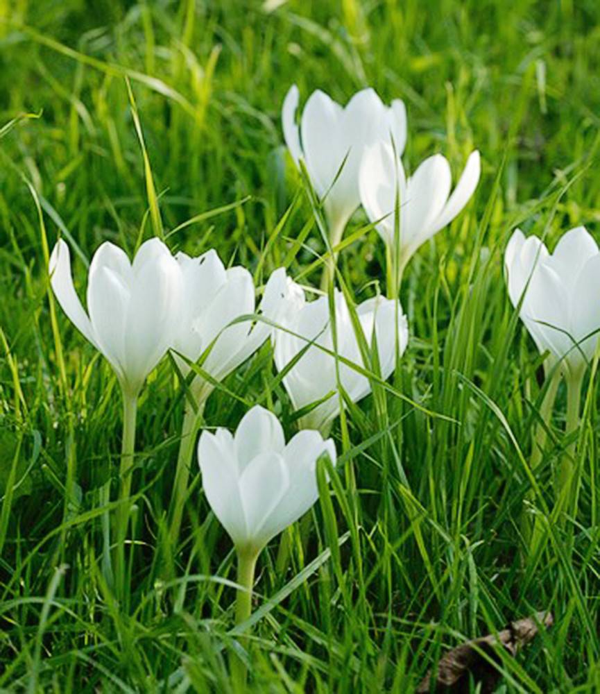 Colchicum Album