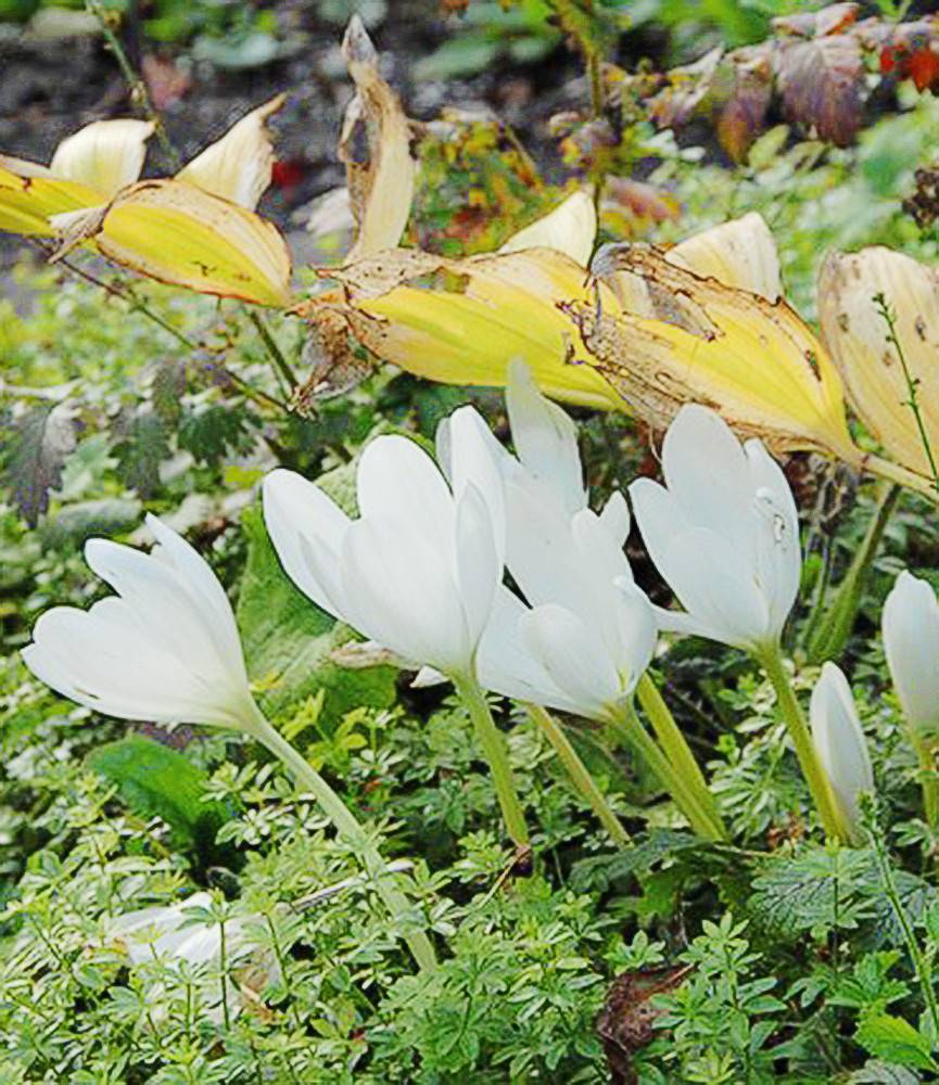 Colchicum Album