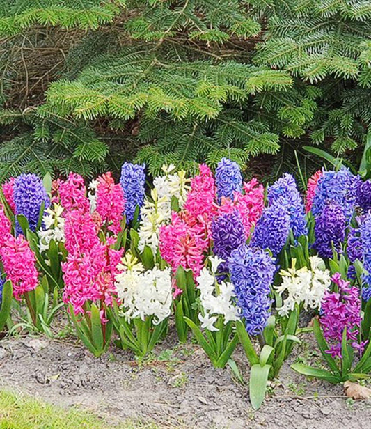 Hyacinths Mixture