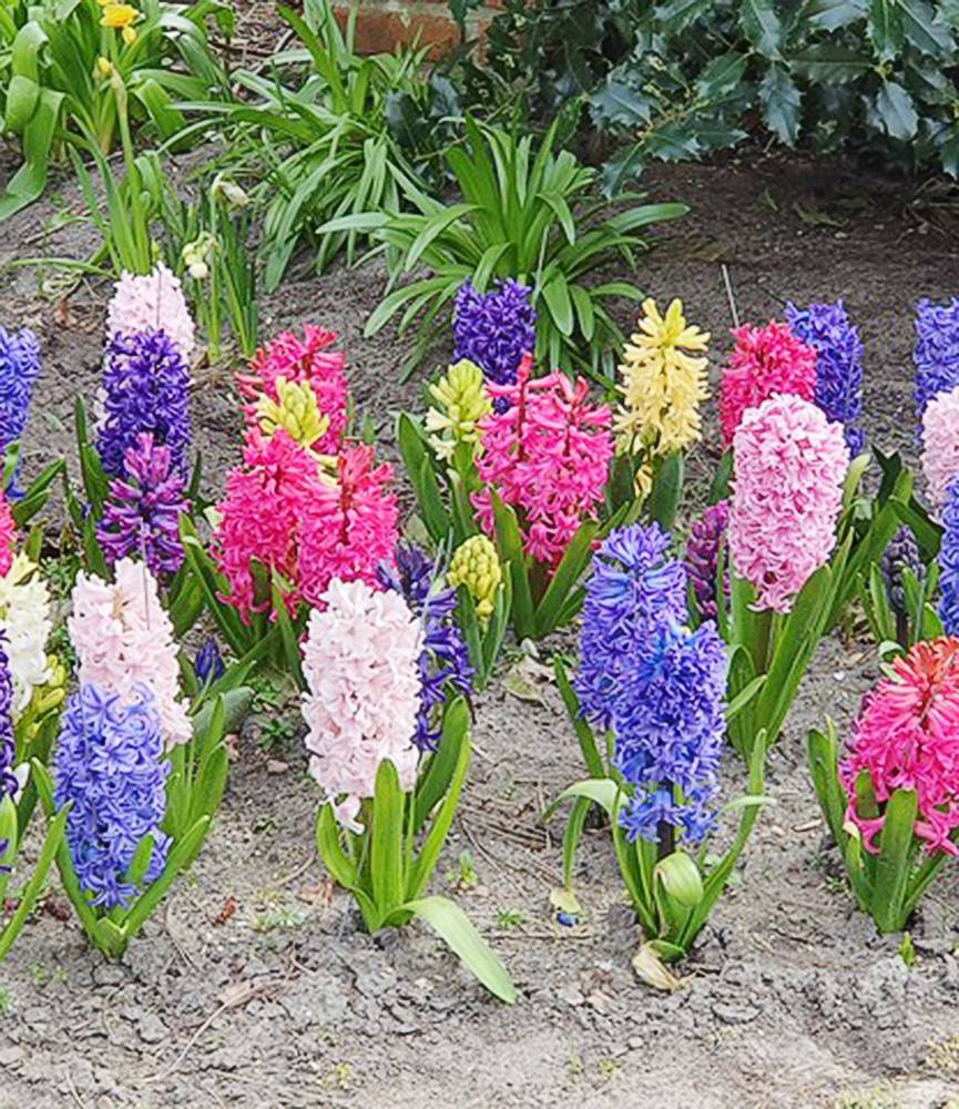 Hyacinths Mixture