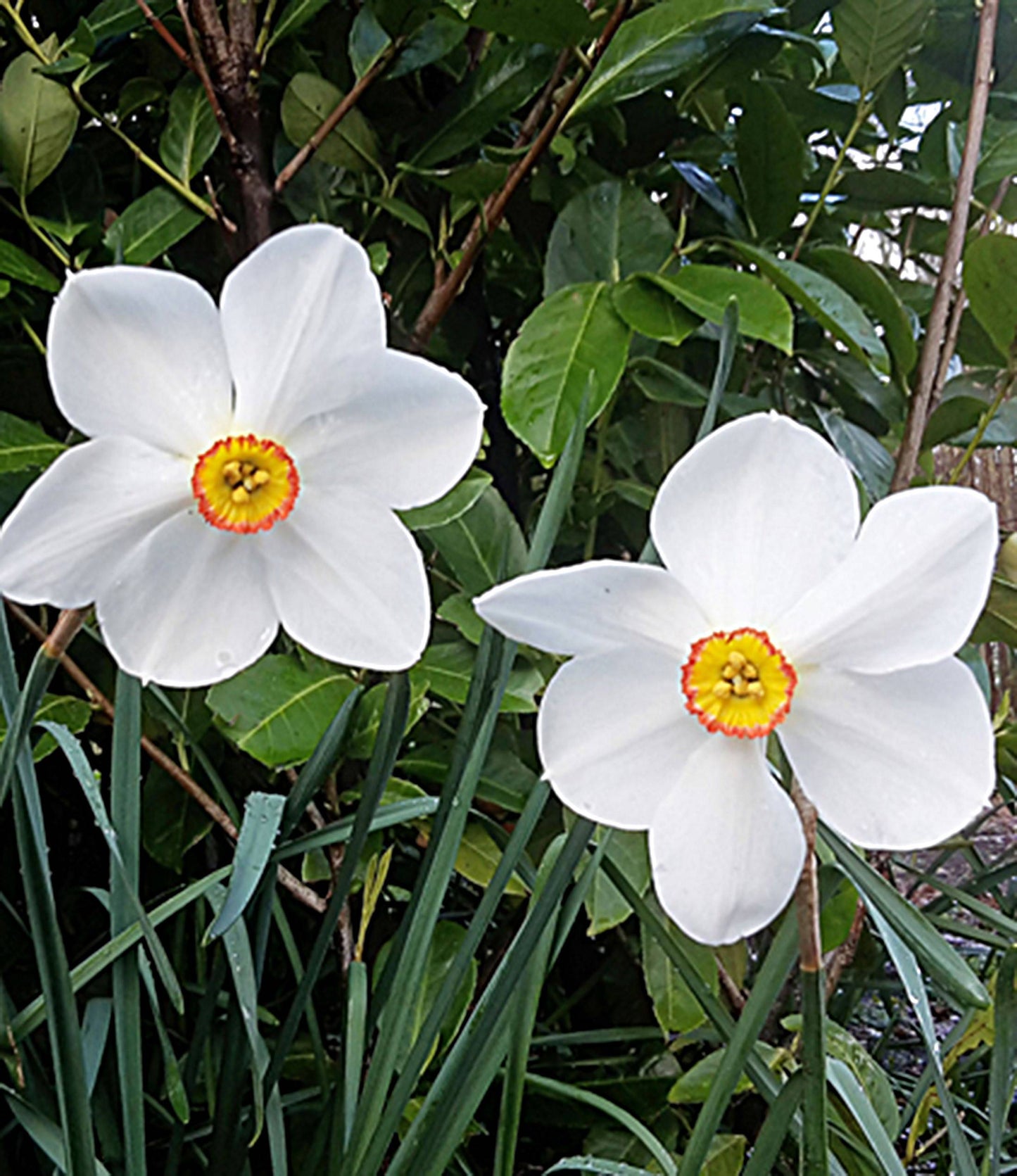 Actaea