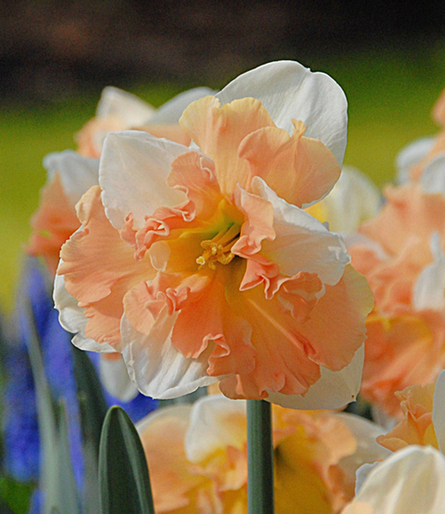 Apricot Whirl