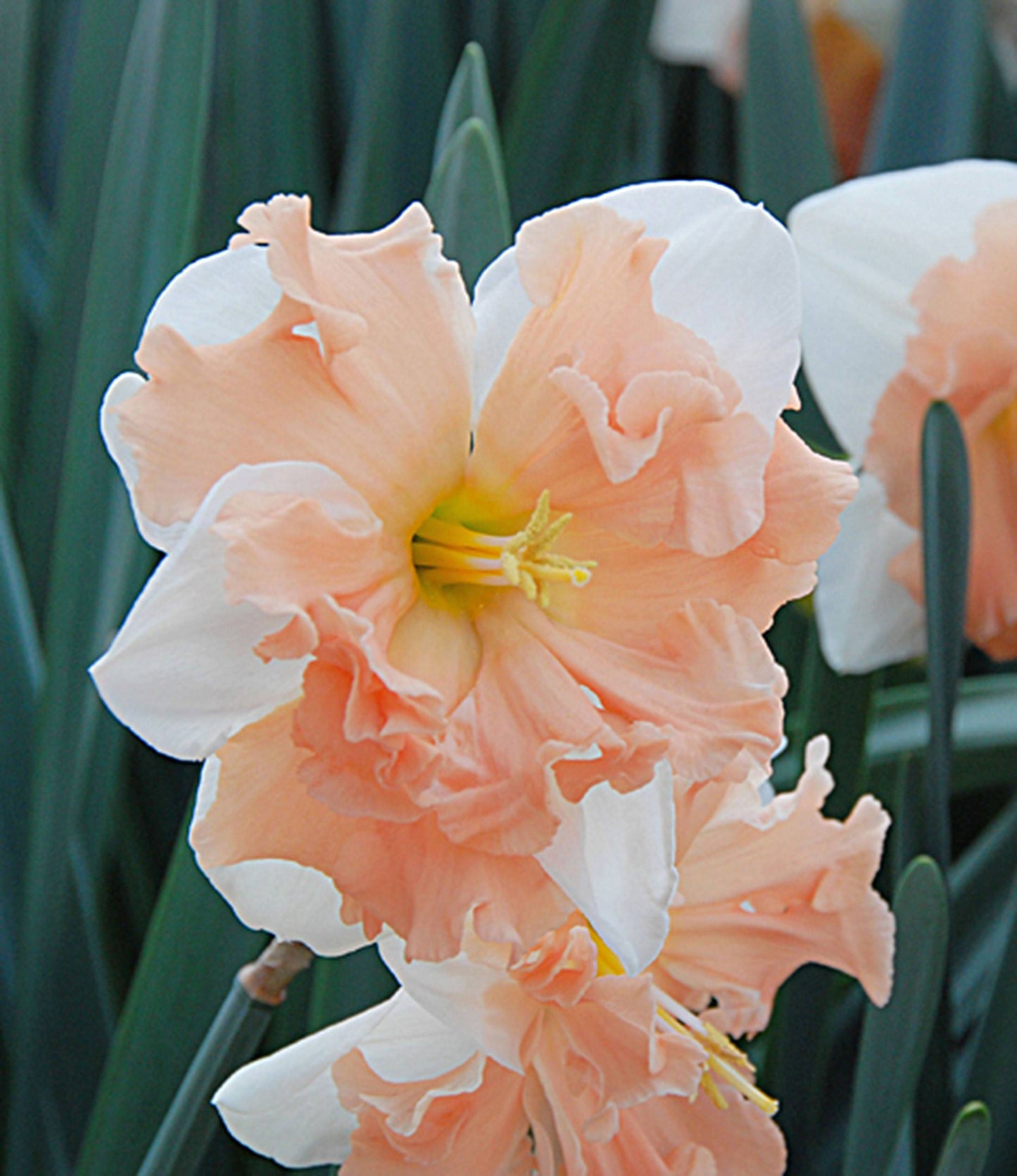 Apricot Whirl