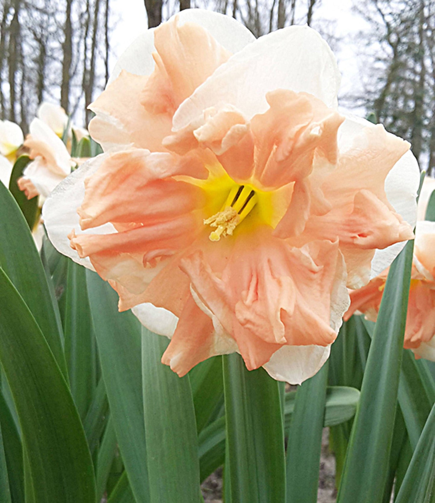 Apricot Whirl