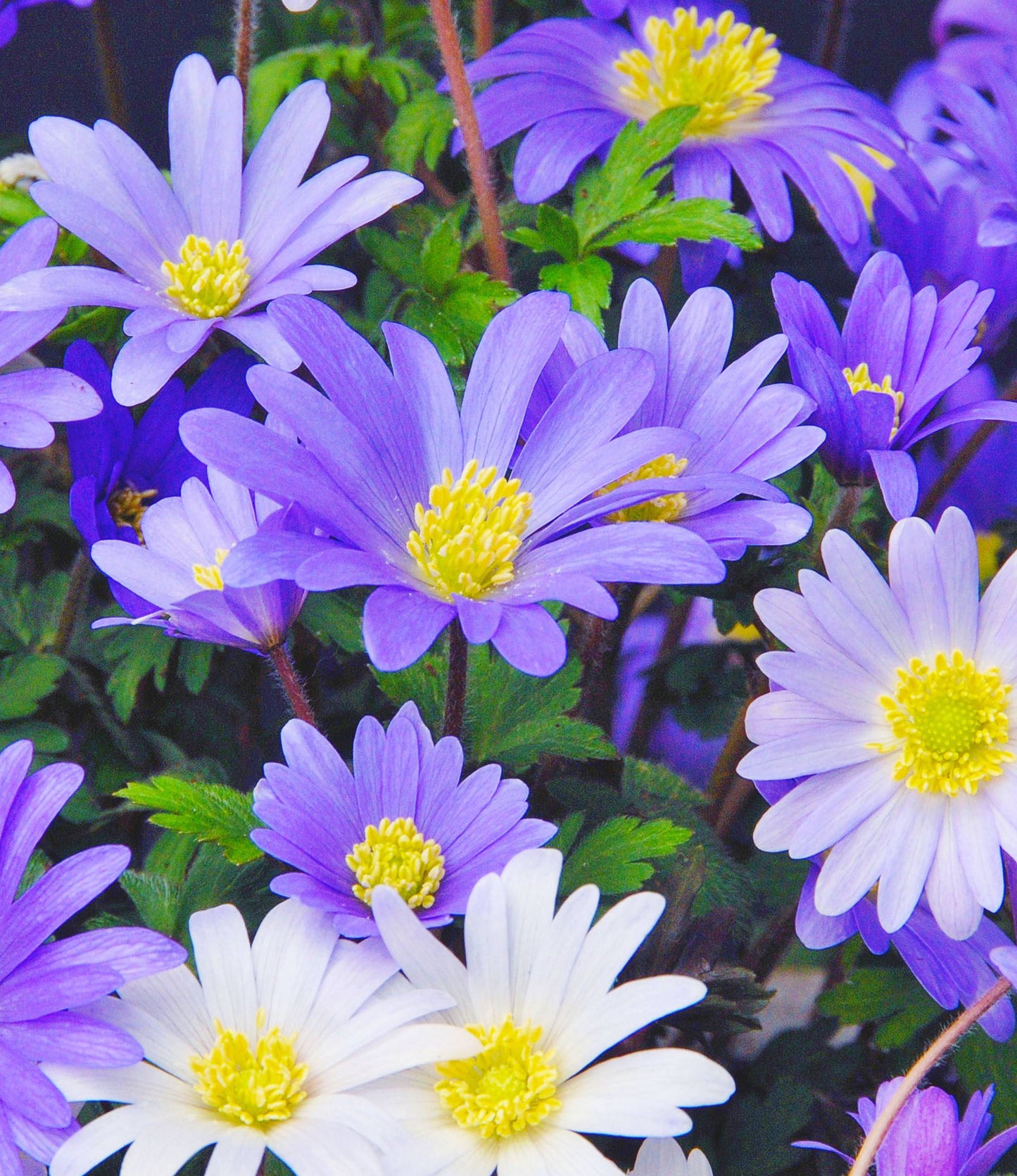 Anemone Blanda Blue Shades