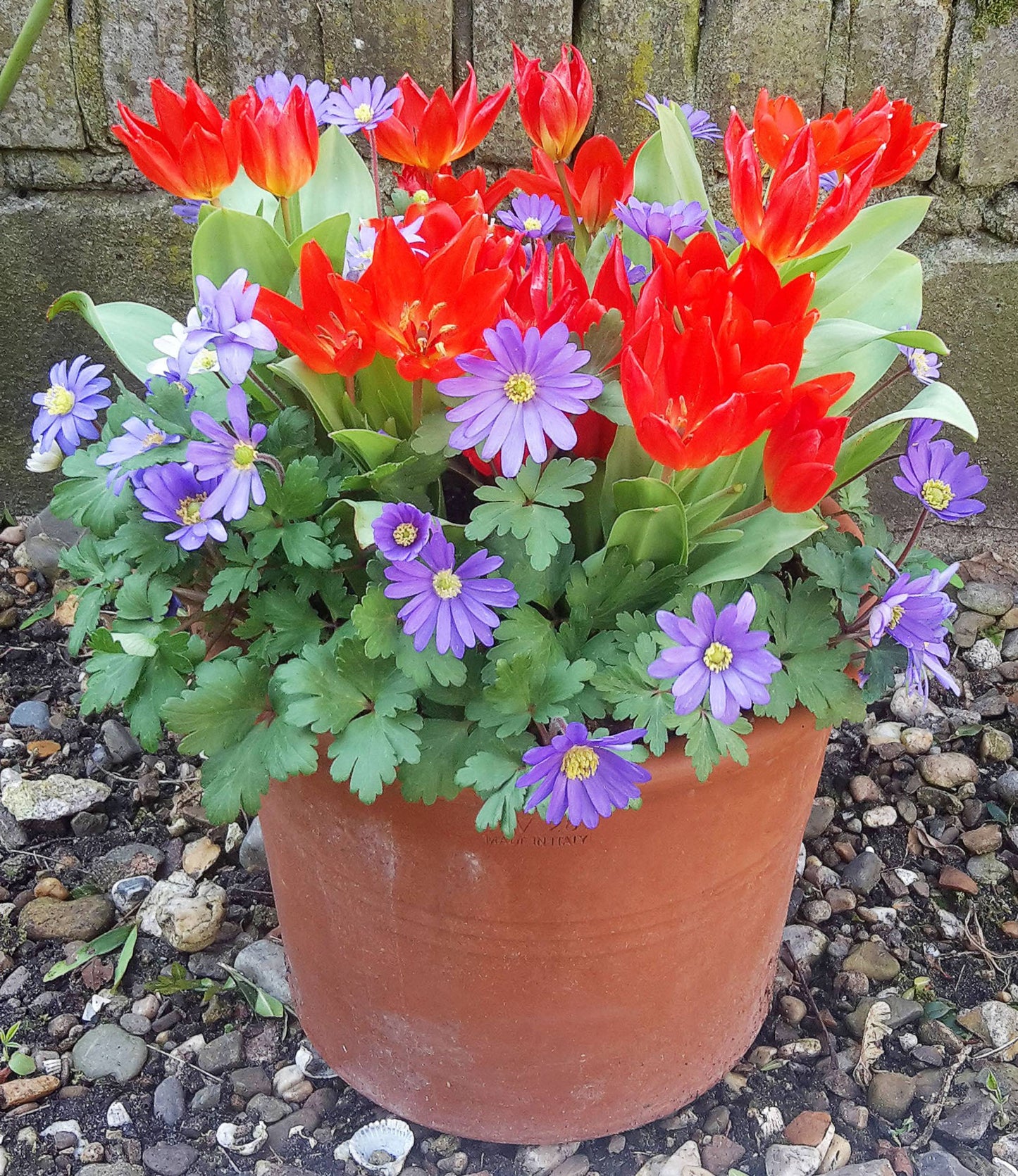 Anemone Blanda Blue Shades