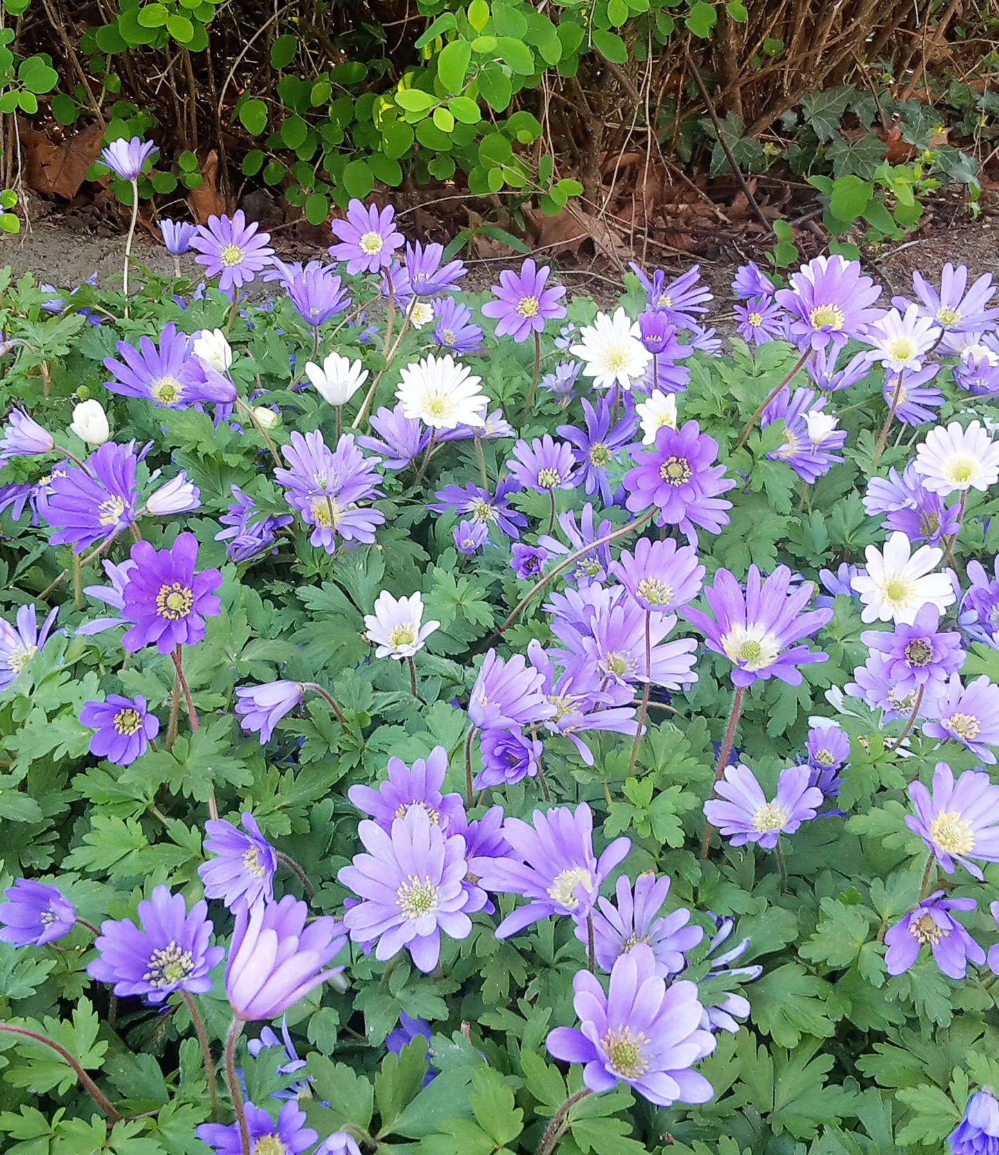 Anemone Blanda Blue Shades