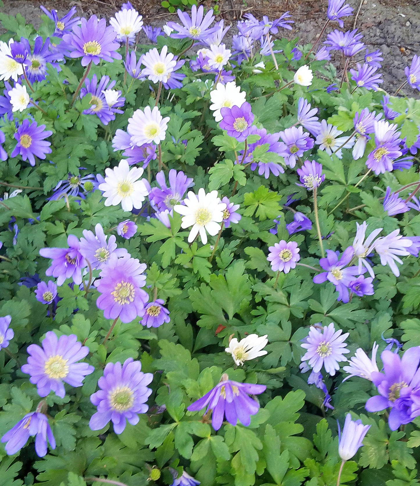 Anemone Blanda Blue Shades