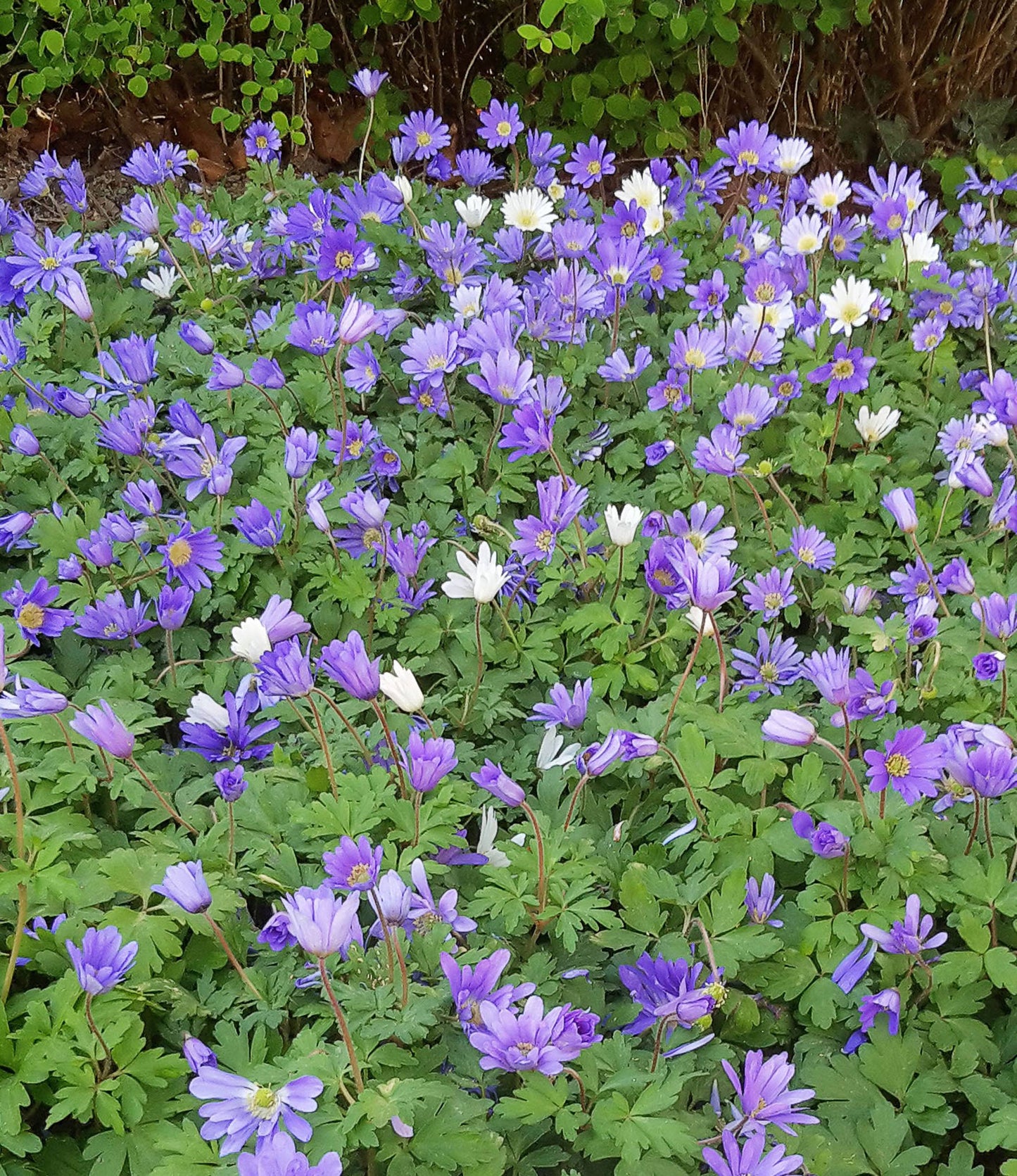 Anemone Blanda Blue Shades