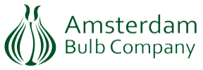 Amsterdam Bulb